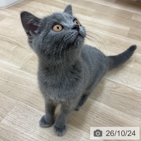 ブリティッシュショートヘアの写真