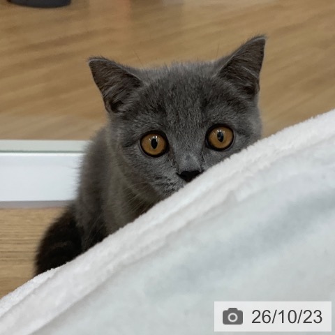 ブリティッシュショートヘアの写真