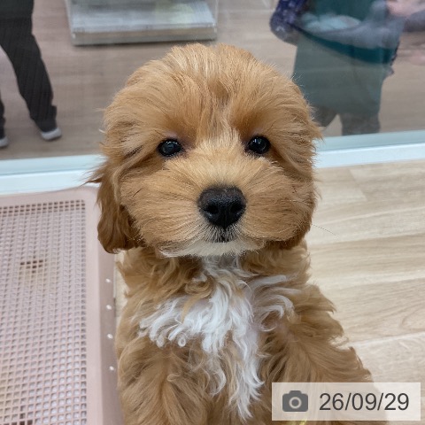 千葉県のトイプードル(トイ) (ペットプラス 木更津店/2026年7月7日生まれ/男の子/レッド)の子犬の3枚目の画像