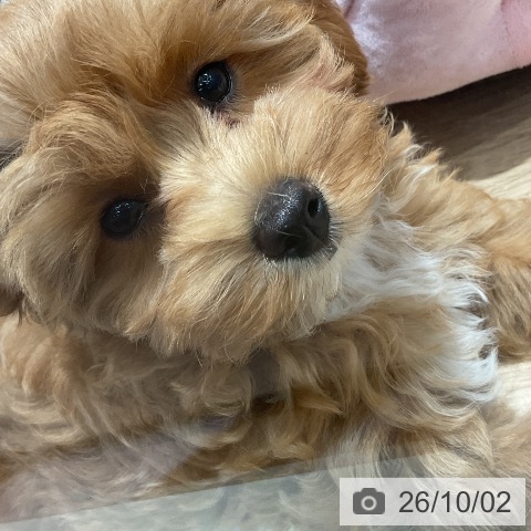 千葉県のトイプードル(トイ) (ペットプラス 木更津店/2026年7月7日生まれ/男の子/レッド)の子犬の3枚目の画像