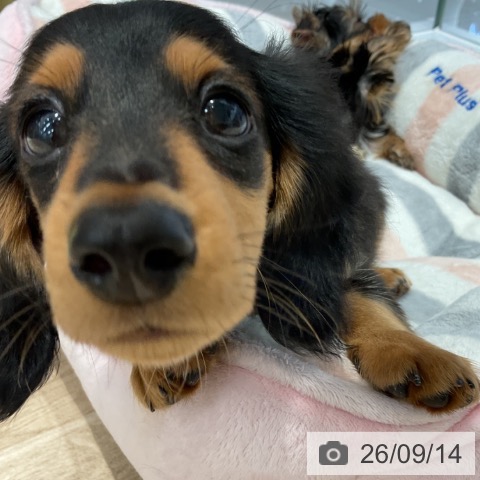 ミニチュア・ダックスフンドの写真