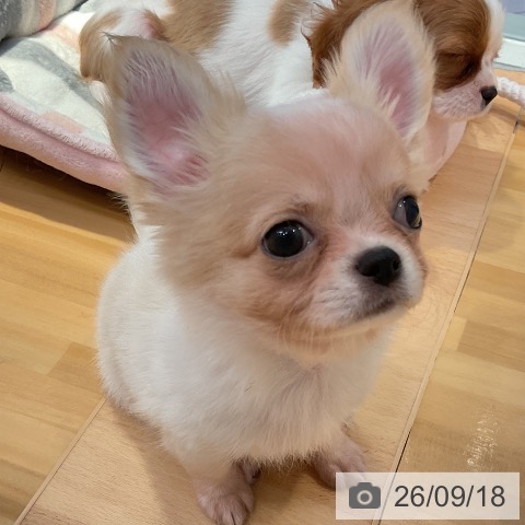 山形県のチワワ(ロング) (ペットプラス 天童店/2026年7月8日生まれ/男の子/ホワイトクリーム)の子犬の4枚目の画像