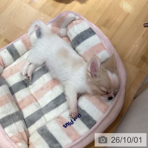 山形県のチワワ(ロング) (ペットプラス 天童店/2026年7月8日生まれ/男の子/ホワイトクリーム)の子犬の4枚目の画像
