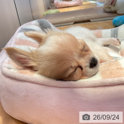 山形県のチワワ(ロング) (ペットプラス 天童店/2026年7月8日生まれ/男の子/ホワイトクリーム)の子犬の3枚目の画像