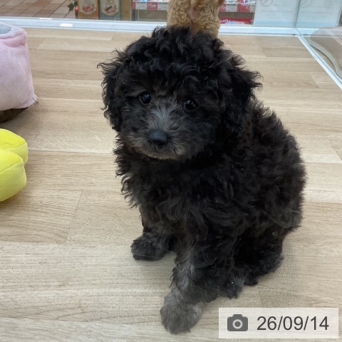 群馬県のトイプードル(トイ) (ペットプラス 前橋店/2026年7月11日生まれ/女の子/グレー)の子犬の4枚目の画像