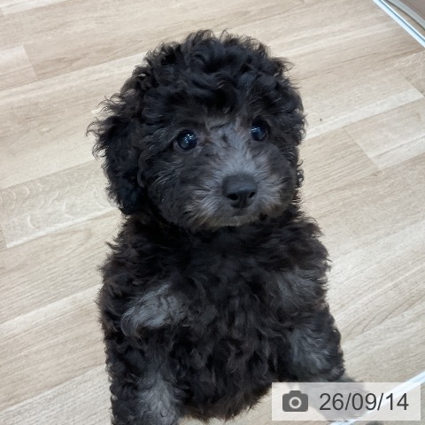 群馬県のトイプードル(トイ) (ペットプラス 前橋店/2026年7月11日生まれ/女の子/グレー)の子犬の3枚目の画像