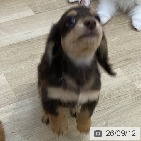 ミニチュア・ダックスフンドの写真