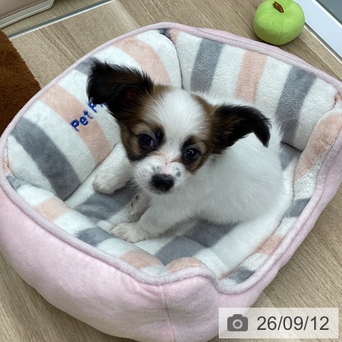 パピヨンの写真