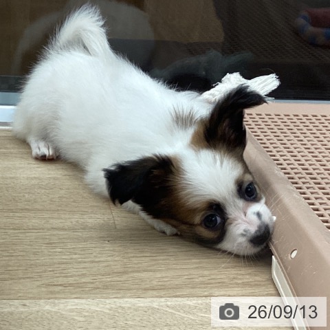 パピヨンの写真