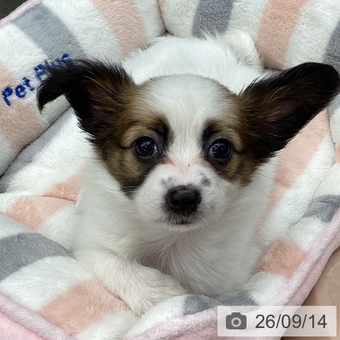 パピヨンの写真