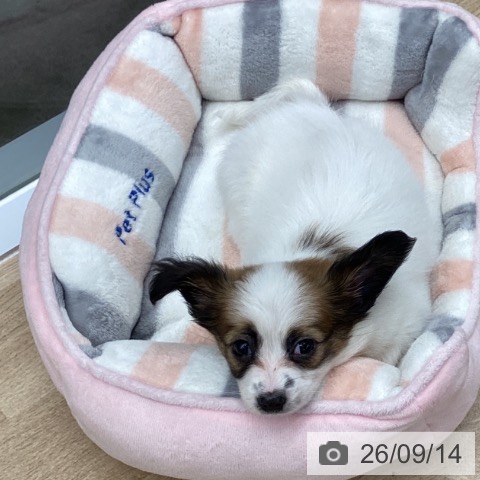 パピヨンの写真