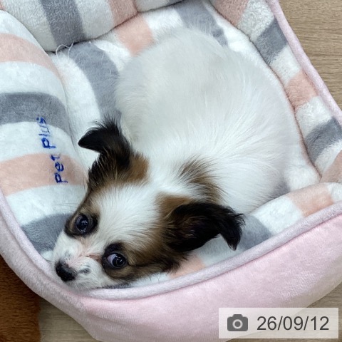 パピヨンの写真