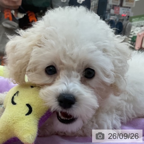 長野県のトイプードル(トイ) (ペットプラス 上田店/2026年7月4日生まれ/女の子/ホワイト)の子犬の4枚目の画像