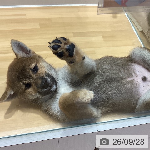 柴の写真
