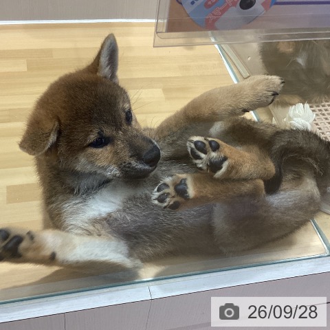 柴の写真