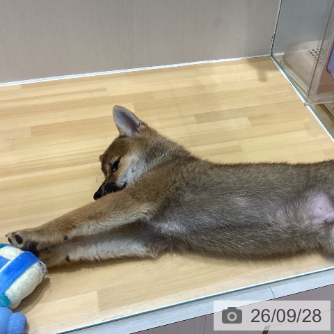 柴の写真