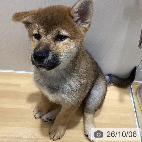 柴の写真
