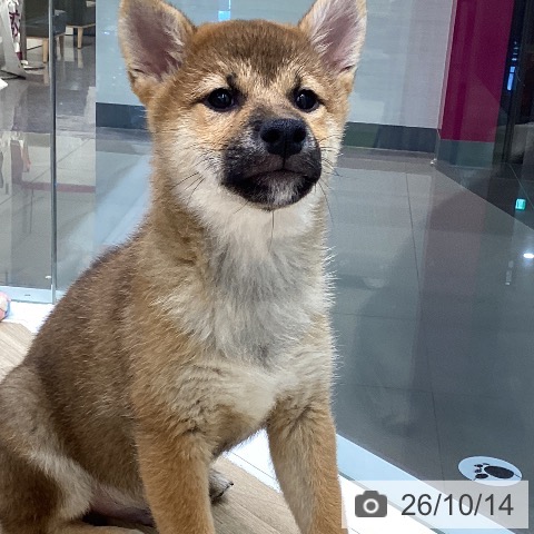 柴の写真