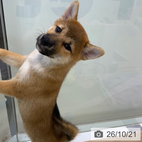 柴の写真