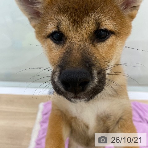 柴の写真