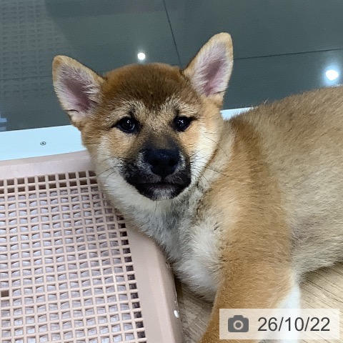 柴の写真