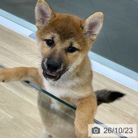 柴の写真