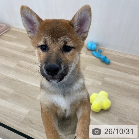 柴の写真