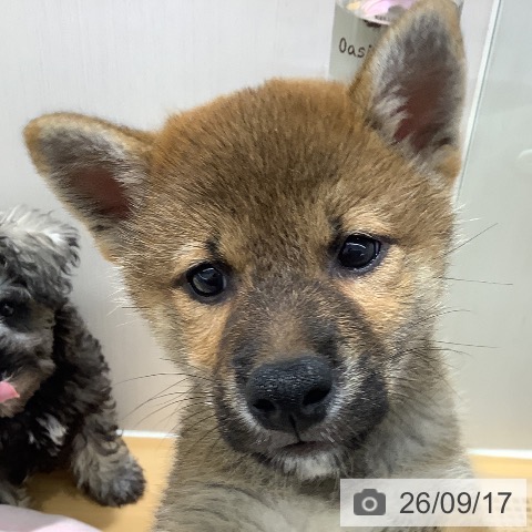 山梨県の柴犬(標準サイズ) (ペットプラス 甲府昭和店/2026年7月12日生まれ/男の子/赤)の子犬の4枚目の画像