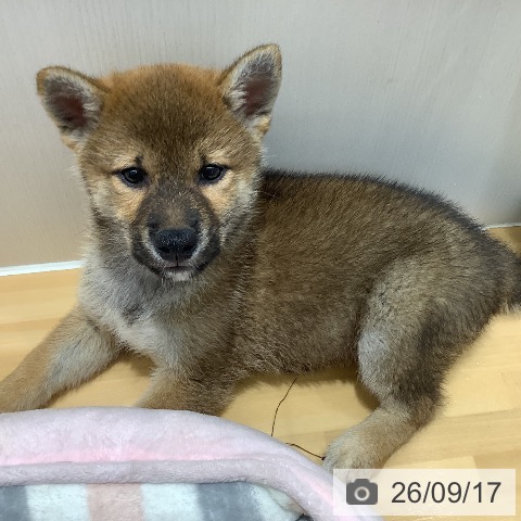 山梨県の柴犬(標準サイズ) (ペットプラス 甲府昭和店/2026年7月12日生まれ/男の子/赤)の子犬の3枚目の画像