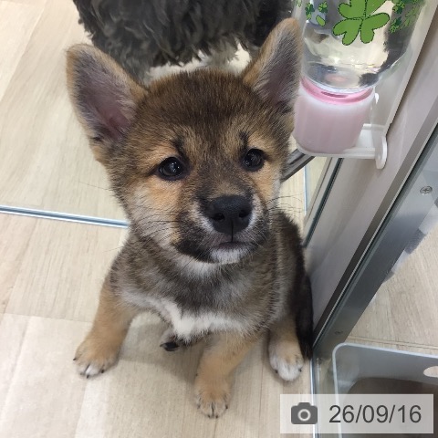 群馬県の柴犬(標準サイズ) (ペットプラス イオンモール太田店/2026年7月12日生まれ/女の子/赤)の子犬の3枚目の画像