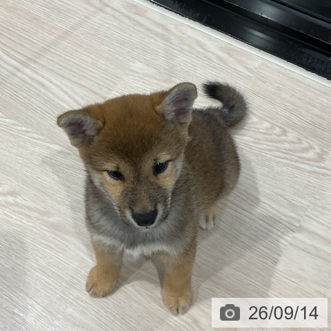 埼玉県の柴犬(標準サイズ) (ペッツワン 新座店/2026年7月12日生まれ/女の子/赤)の子犬の4枚目の画像