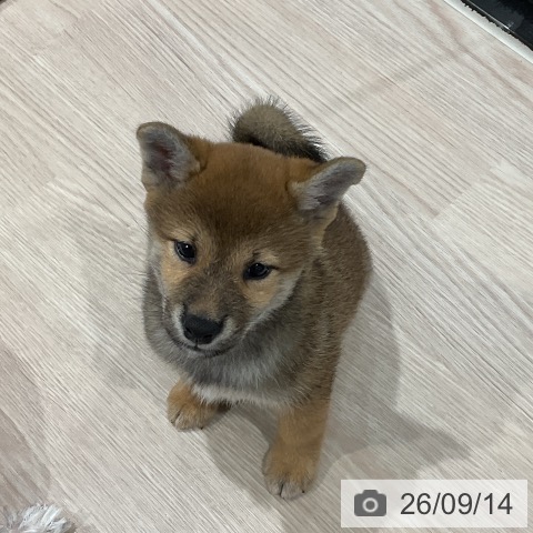 埼玉県の柴犬(標準サイズ) (ペッツワン 新座店/2026年7月12日生まれ/女の子/赤)の子犬の3枚目の画像