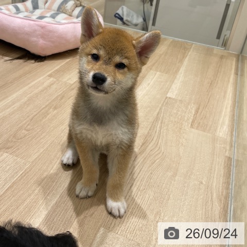 柴の写真