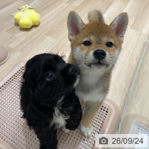 柴の写真