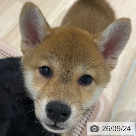 柴の写真