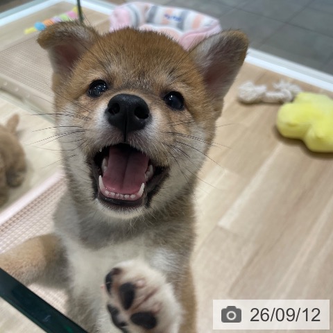 長野県の柴犬(標準サイズ) (ペットプラス 須坂店/2026年7月12日生まれ/女の子/赤)の子犬の4枚目の画像