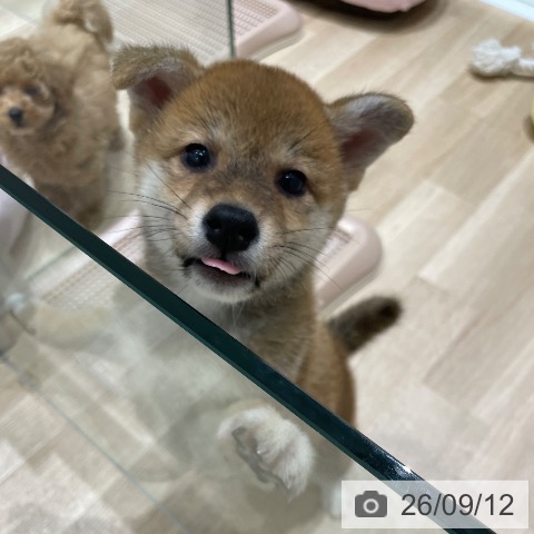 長野県の柴犬(標準サイズ) (ペットプラス 須坂店/2026年7月12日生まれ/女の子/赤)の子犬の3枚目の画像