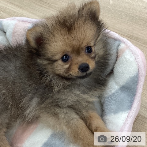 山梨県のポメラニアン (ペットプラス 甲府国母店/2026年7月11日生まれ/男の子/オレンジ)の子犬の3枚目の画像