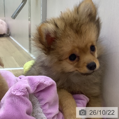 山梨県のポメラニアン (ペットプラス 甲府昭和店/2026年7月11日生まれ/男の子/オレンジ)の子犬の4枚目の画像
