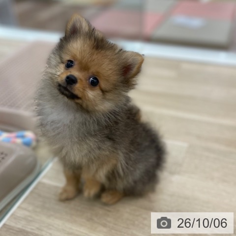 山梨県のポメラニアン (ペットプラス 甲府昭和店/2026年7月11日生まれ/男の子/オレンジ)の子犬の3枚目の画像