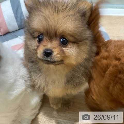 ポメラニアンの写真