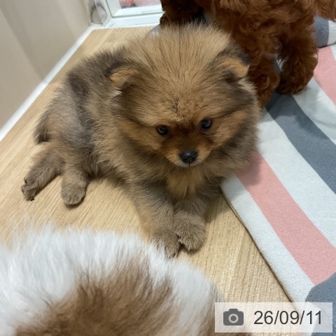 ポメラニアンの写真