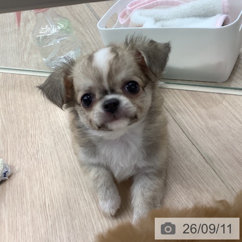 埼玉県のチワワ(ロング) (ペットプラス 川口店/2026年7月12日生まれ/男の子/フォーンホワイト)の子犬の4枚目の画像