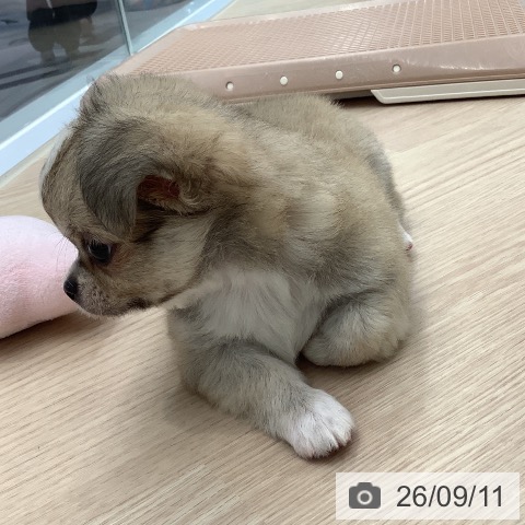 埼玉県のチワワ(ロング) (ペットプラス 川口店/2026年7月12日生まれ/男の子/フォーンホワイト)の子犬の3枚目の画像