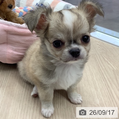埼玉県のチワワ(ロング) (ペットプラス 川口店/2026年7月12日生まれ/男の子/フォーンホワイト)の子犬の4枚目の画像