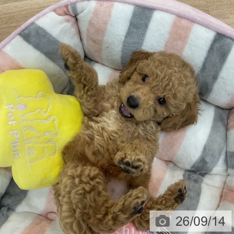 群馬県のトイプードル(トイ) (ペットプラス 前橋店/2026年7月13日生まれ/男の子/アプリコット)の子犬の4枚目の画像