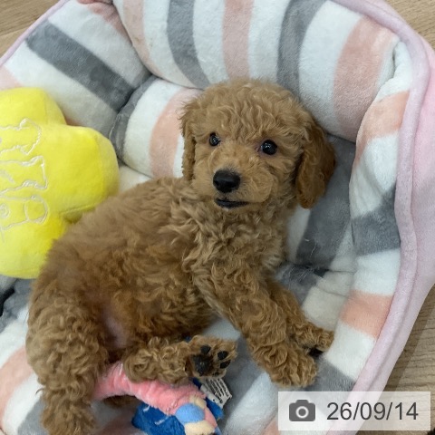 群馬県のトイプードル(トイ) (ペットプラス 前橋店/2026年7月13日生まれ/男の子/アプリコット)の子犬の3枚目の画像
