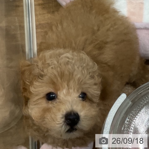 埼玉県のトイプードル(トイ) (ペッツワン 新座店/2026年7月12日生まれ/男の子/オレンジフォーン)の子犬の4枚目の画像