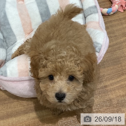 埼玉県のトイプードル(トイ) (ペッツワン 新座店/2026年7月12日生まれ/男の子/オレンジフォーン)の子犬の3枚目の画像