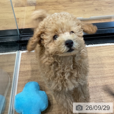 埼玉県のトイプードル(トイ) (ペッツワン 新座店/2026年7月12日生まれ/男の子/オレンジフォーン)の子犬の4枚目の画像